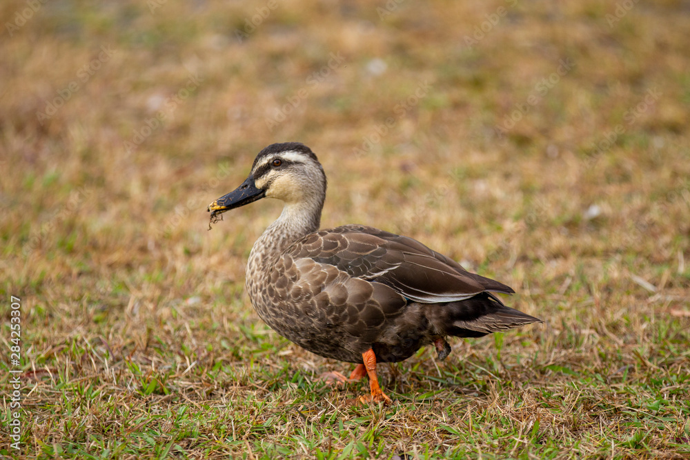 spot‐billed duck_01／カルガモ_01