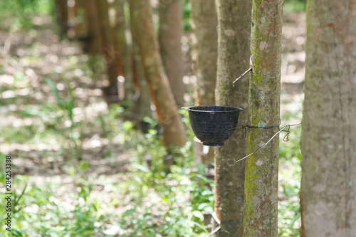 rubber plantation with bowl on tree