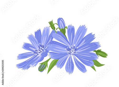 Bouquet of chicory flowers isolated on a white background. Vector illustration of blue wildflowers. Medicinal plant in cartoon simple flat style.