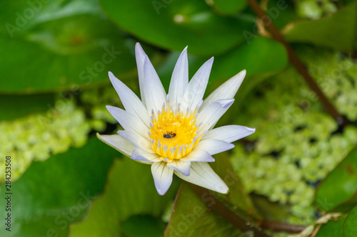 Lotus or waterlilly on green leaf