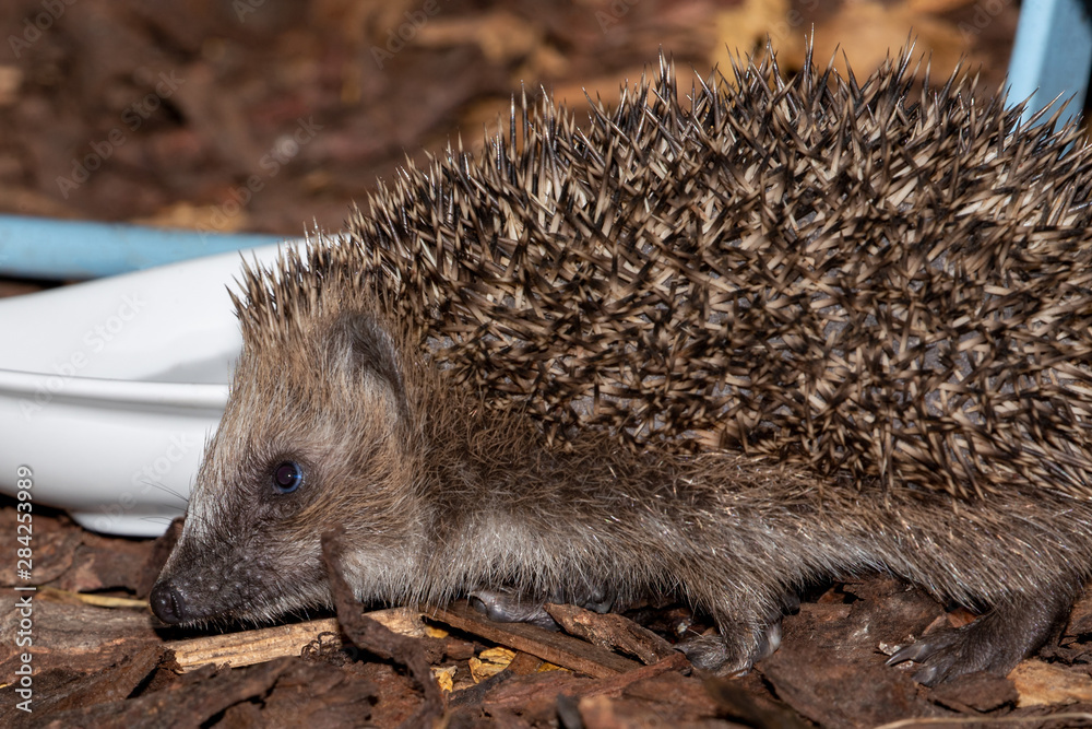 Ein etwa 4 Wochen junger Igel im Garten vor einem Futternapf in der