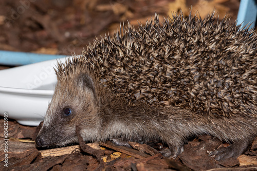 Ein etwa 4 Wochen junger Igel im Garten vor einem Futternapf in der Seitenansicht photo