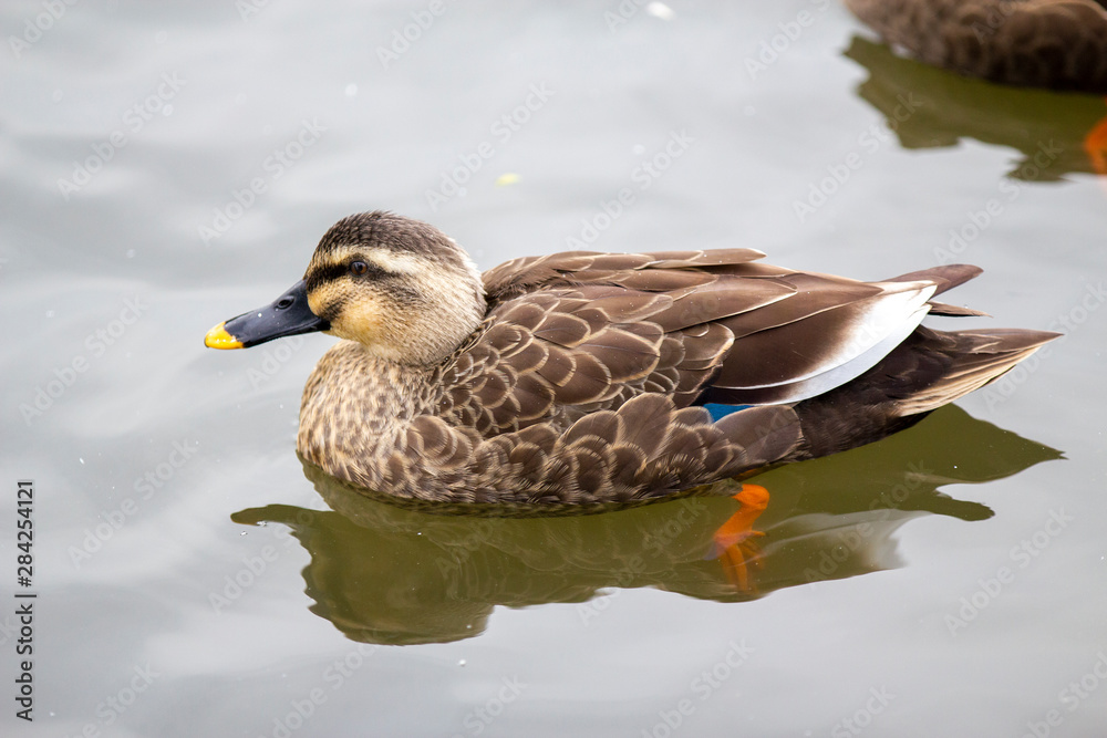Fototapeta premium spot‐billed duck_02／カルガモ_02