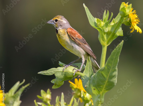 The dickcissel in Iowa 's prairie photo