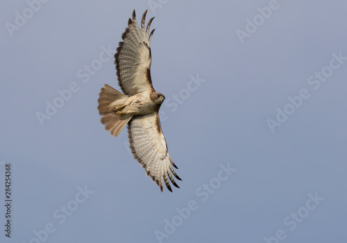Red-tailed hawk in flight with completely spread wings in blue sky