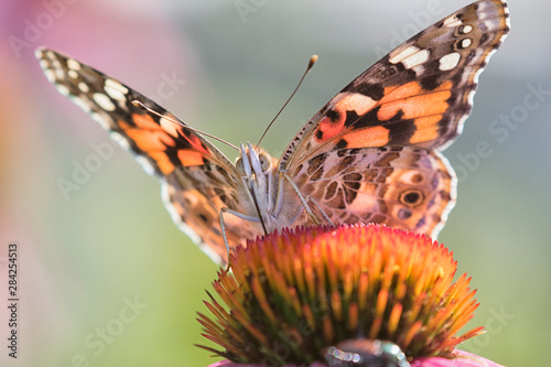 Painted Lady batterfly (Vanessa cardui) on the purple coneflowers in Iowa's pairie photo