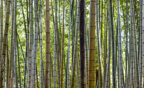 Bamboo trees grow in Japanese forest