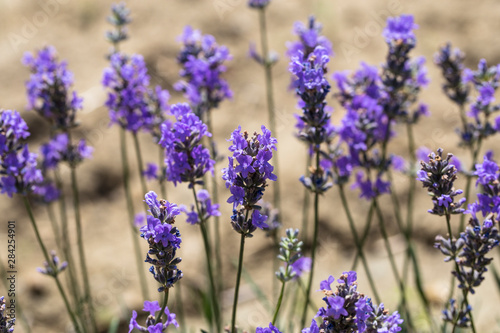 Flowering lavender. Field of blue flowers. Lavandula - flowering plants in the mint family  Lamiaceae. 