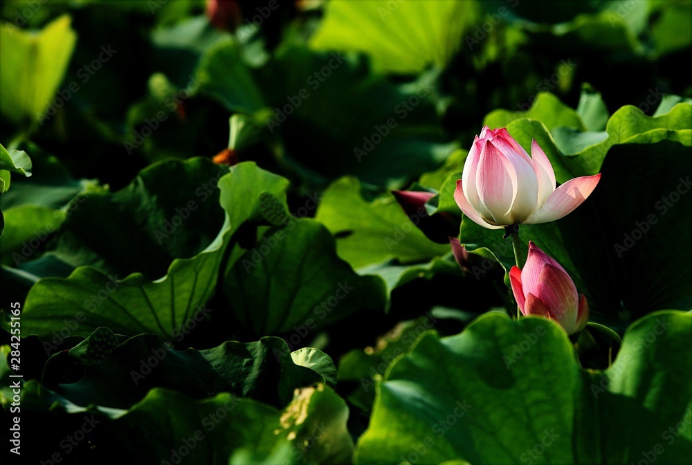 pink lotus ready bloom in pond