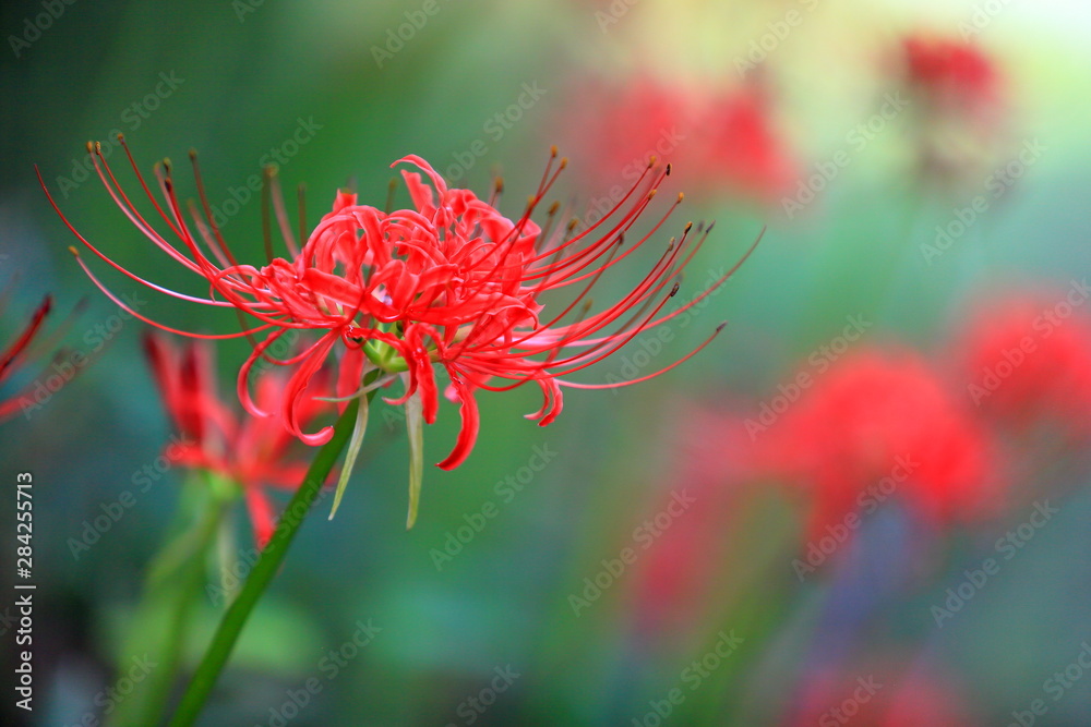 彼岸花 彼岸花