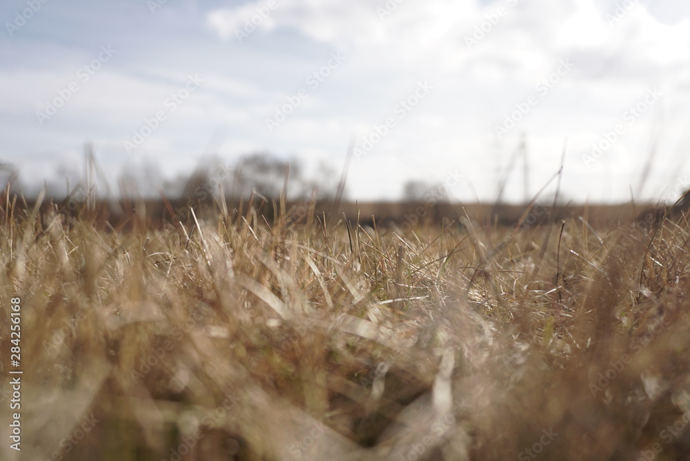 Fototapeta premium closeup dry prairie grass in the blue sky