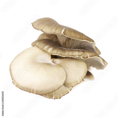 Oyster mushrooms on white