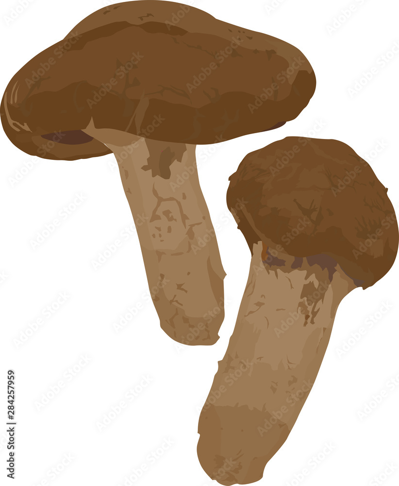 松茸のイラスト Stock ベクター Adobe Stock