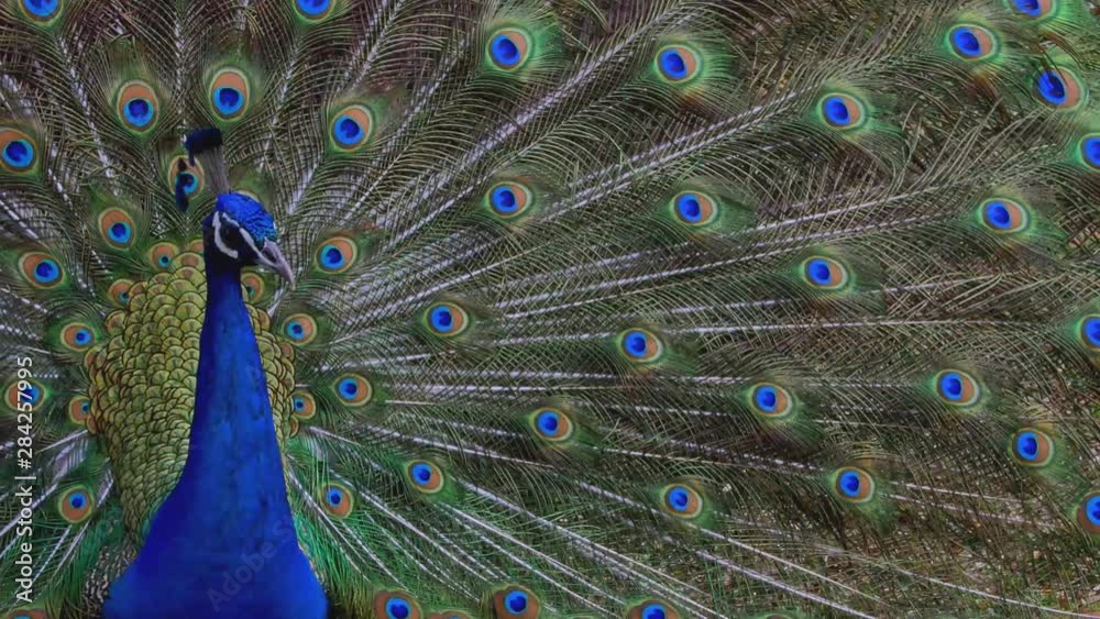beautiful bird peacock spreads its feathers