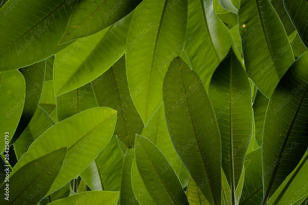 Fototapeta premium Green leaves pattern background.