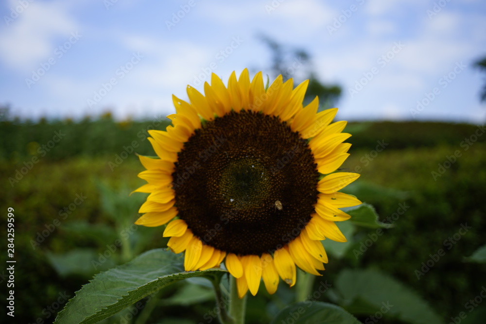 Fototapeta premium ひまわり畑の夏 Sunflower field summer