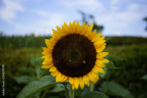                       Sunflower field summer