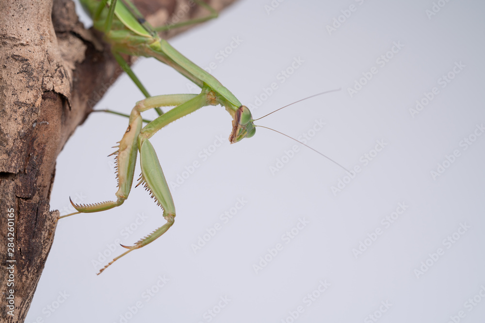 カマキリ