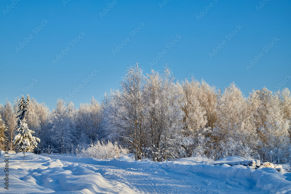 Winter landscape with forest and field in a sunny day