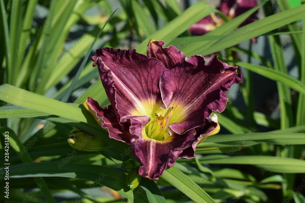 Fototapeta premium Liliowce bordowe