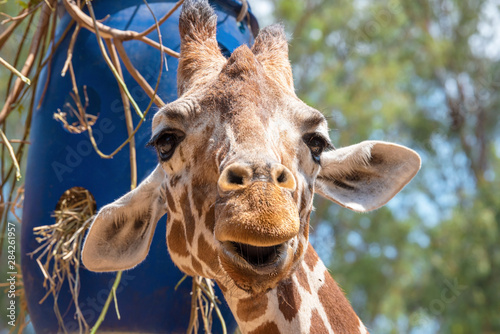 Giraffe on a summer day in the park. Portrait of a cute giraffe. Funny giraffe. 