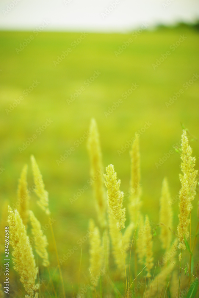 field plants on a blurred background of greenery with rays of light field plants on a blurred background of greenery with rays of light