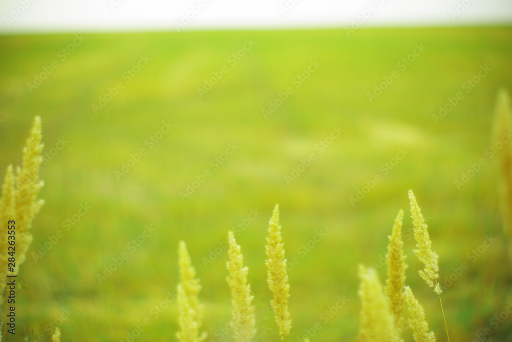 field plants on a blurred background of greenery with rays of light field plants on a blurred background of greenery with rays of light