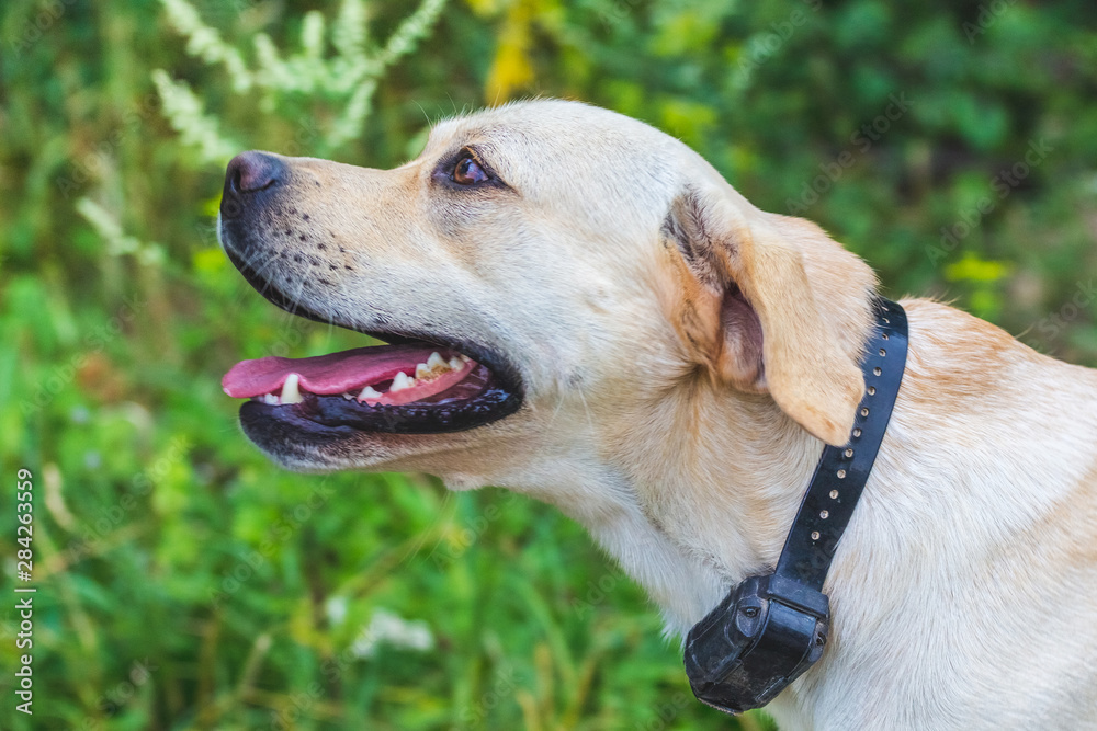 Labrador dog in forest on blurred background close up in profile_ Labrador dog in forest on blurred background close up in profile_