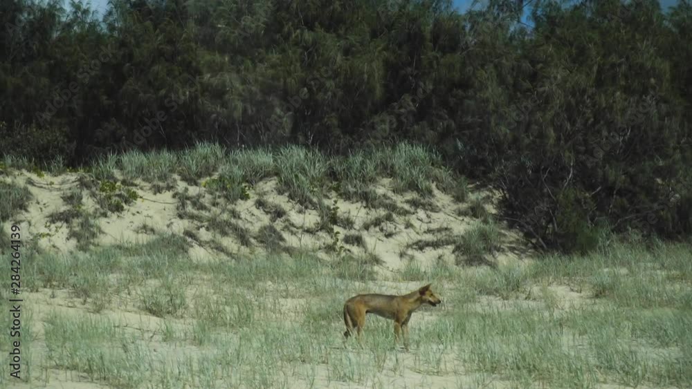 A Dingo looking for food on the Beach on Fraser Island, Australia off the coast of Queensland in slow motion A Dingo looking for food on the Beach on Fraser Island, Australia off the coast of Queensland in slow motion