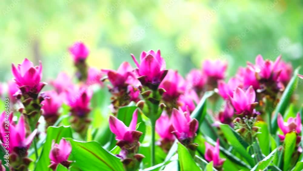 4K pink krachiew flowers in nature spay water backgound 4K pink krachiew flowers in nature spay water backgound