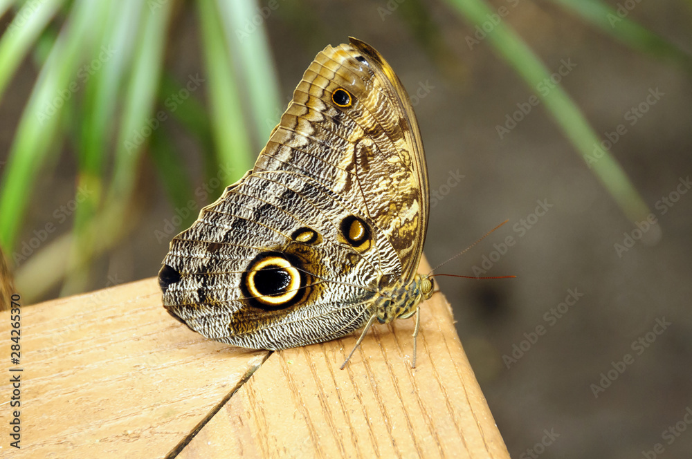Papillon camouflage Papillon camouflage
