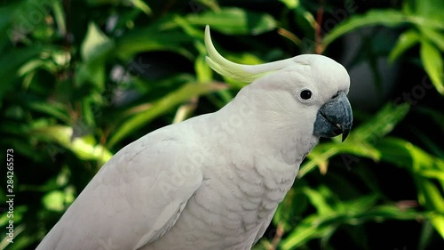 Yellow Crested Cockatoo out in nature during the day