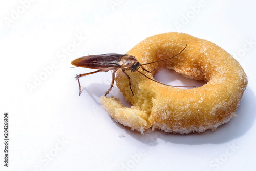 cockroach eat donuts on a white background. photo