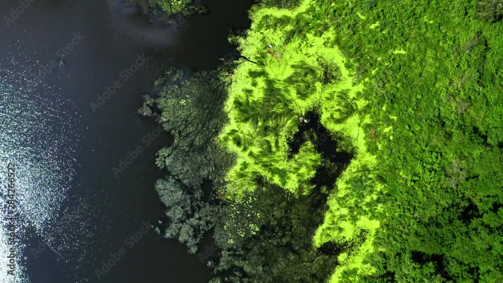 Top view of green algae on the lake, aerial view