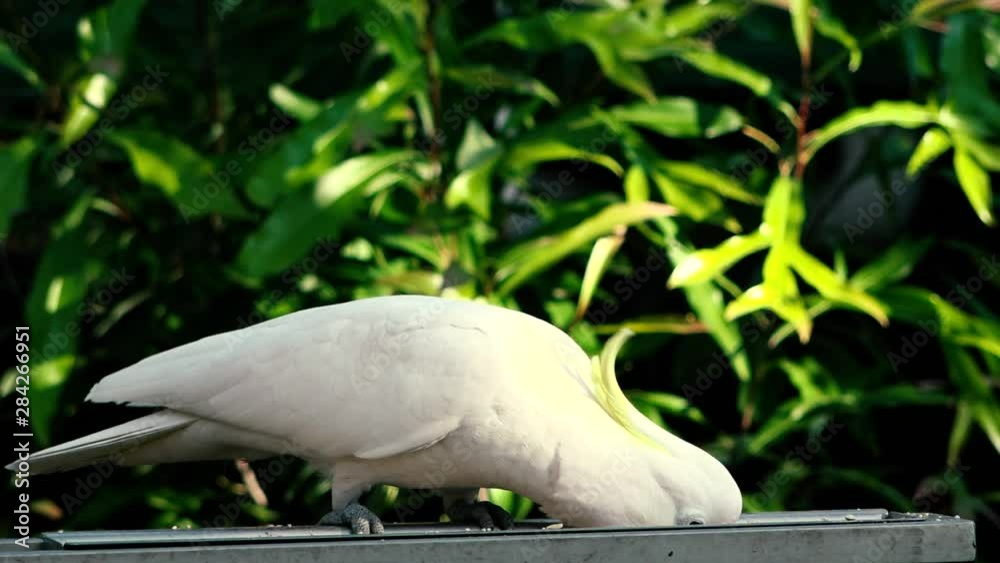 Yellow Crested Cockatoo out in nature during the day Yellow Crested Cockatoo out in nature during the day