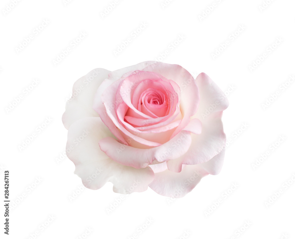 Close up single sweet fresh pink rose flowers head blooming isolated on white background with clipping path , beautiful natural patterns - obrazy, fototapety, plakaty 
