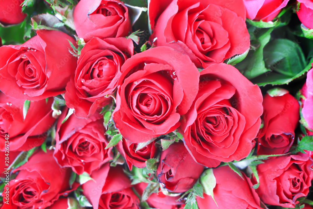 Colorful red bud roses flowers blooming with water drops patterns and green leaf , nature valentine background top view Colorful red bud roses flowers blooming with water drops patterns and green leaf , nature valentine background top view
