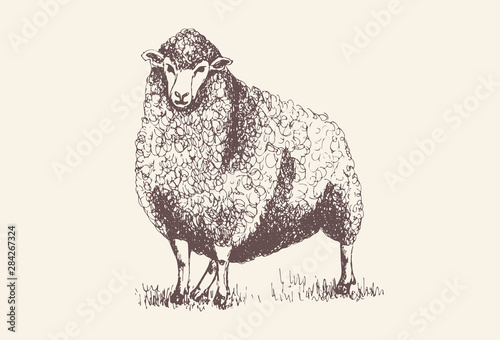 Sheep, Lamb silhouette for print,  poster for Butchery meat shop, Isolated vector hand-drawn sheep, grey background
