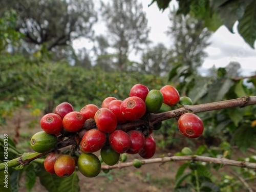 Coffee Beans, Fresh Green and Red Mature Coffee Beans On Tree.