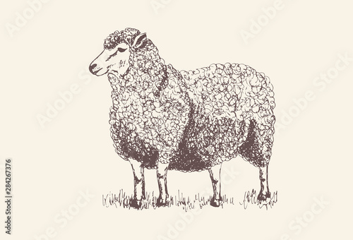 Sheep, Lamb silhouette for print, poster for Butchery meat shop, Isolated vector hand-drawn sheep, grey background
