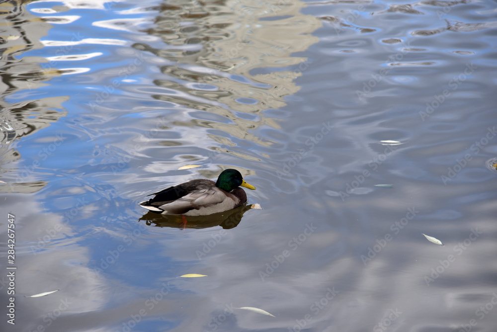 Obraz premium Ducks swim in the river.