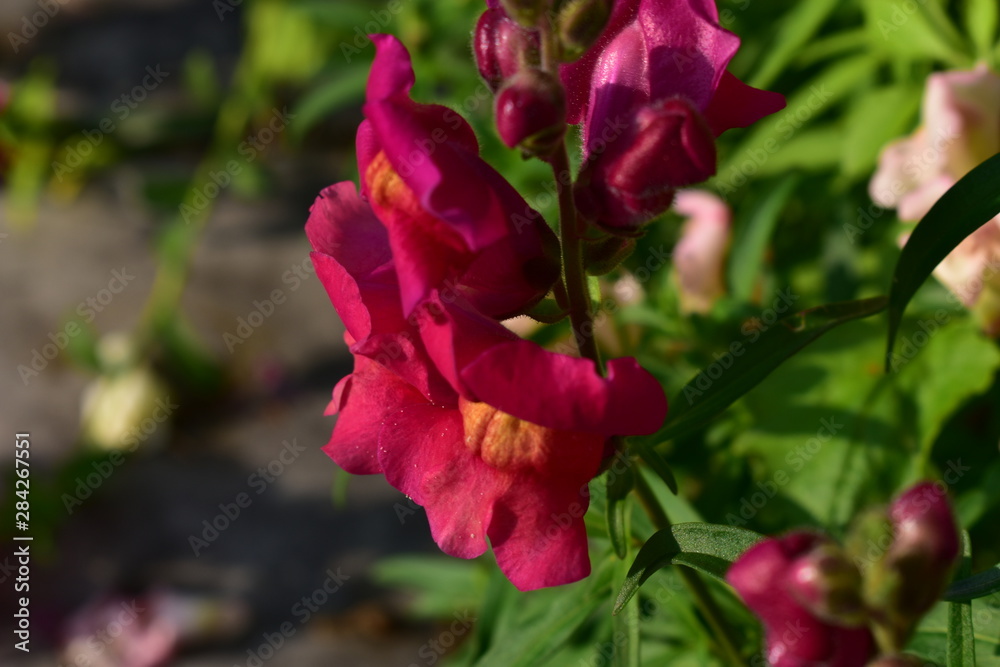 Flowers snapdragons or antirrhinum (lat. Antirrhínum) refers to Plantain. Flowers snapdragons or antirrhinum (lat. Antirrhínum) refers to Plantain.