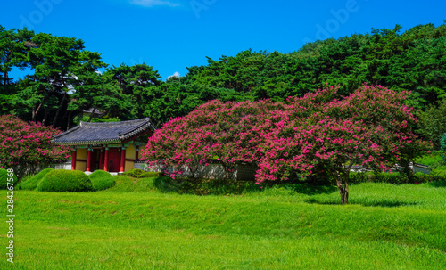 광주 포충사의 배롱나무꽃 © sephoto
