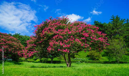 광주 포충사의 배롱나무꽃