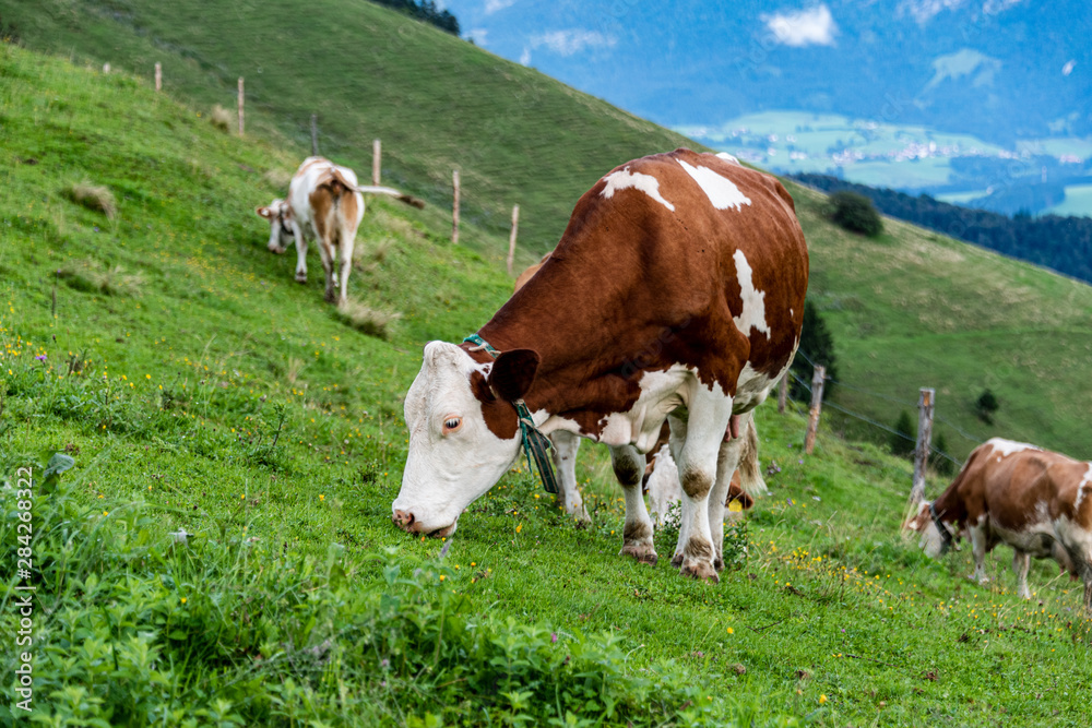 Cow on pasture in austrian alps