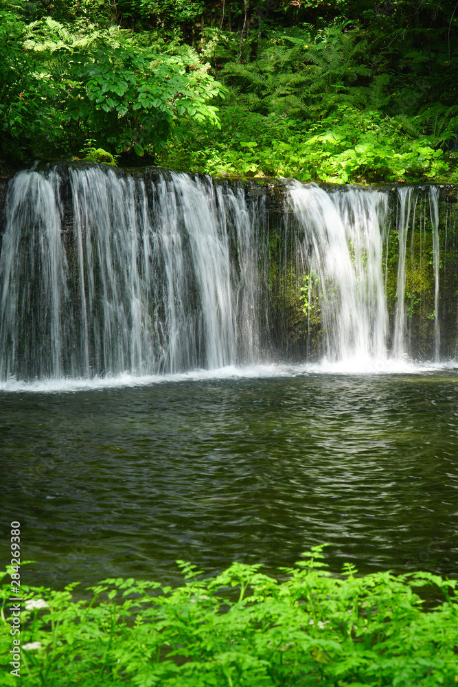 Obraz premium 夏の白糸の滝
