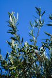 Olives on the tree against blue sky in sunny rays.