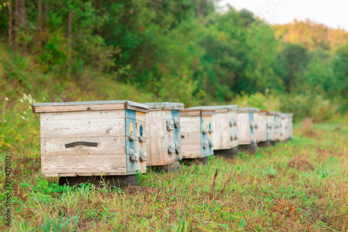 Photo of wooden colored beehives in the nature. Beekeeping