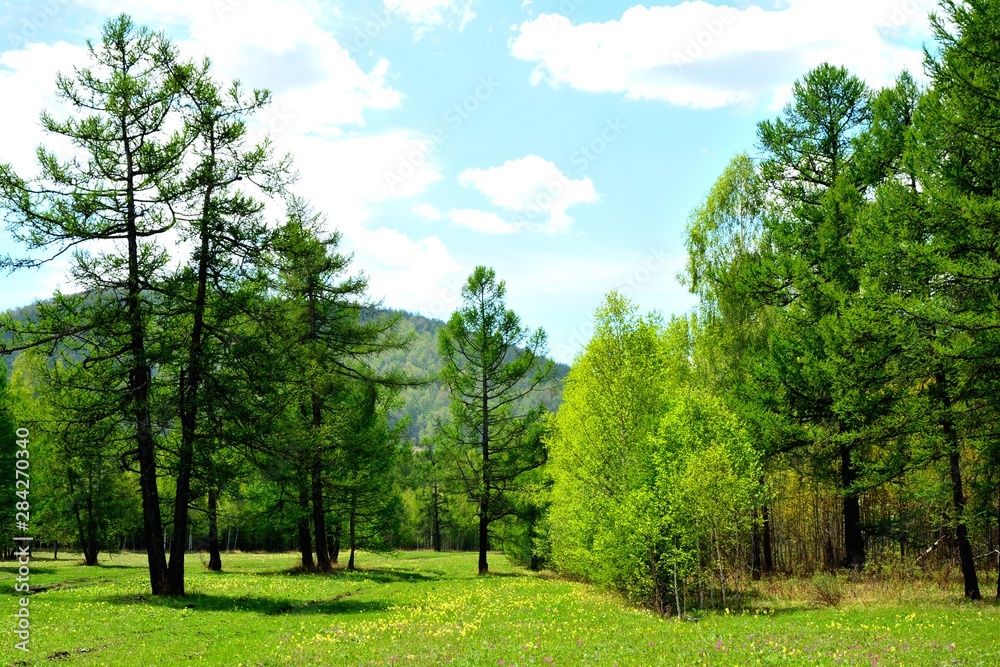 landscape, nature, sky, grass, forest, green, summer, meadow, trees, clouds, forest, day landscape, nature, sky, grass, forest, green, summer, meadow, trees, clouds, forest, day