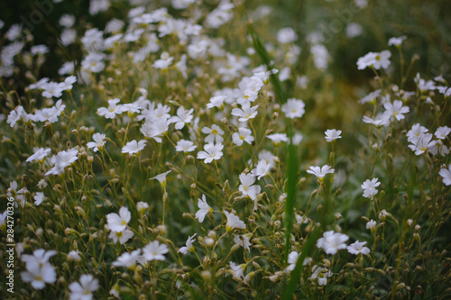 white flowers on green background